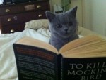 Top-10-Images-of-Cats-Reading-Books-7