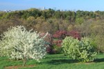 Arnold-Arboretum-Peters-Hill-Spring-3980-LR