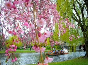 Boston Common in Spring