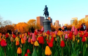 Boston Public Garden