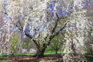 Cherry blossoms at Arnold Arboretum