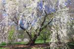 cherry-blossoms-at-arnold-arboretum-john-burk