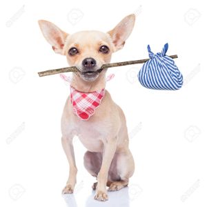 32316240-chihuahua-dog-ready-to-run-away-ready-for-adoption-isoalted-on-white-background-Stock-Photo