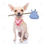 32316240-chihuahua-dog-ready-to-run-away-ready-for-adoption-isoalted-on-white-background-Stock-Photo