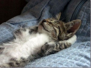 20130203-lazy-kitten_thumb