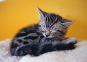 Pictures-of-kittens-cute-sleeping-poses-03