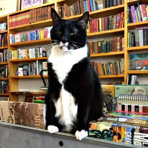 library_cat_charlotte