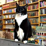library_cat_charlotte