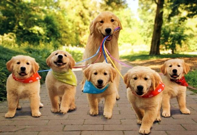 baby-animals-with-mothers-1