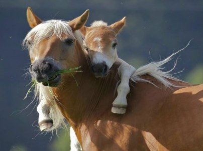 give-your-mom-a-hug-pony-wants-piggyback-ride-from-mom