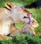 the-love-of-motherhood-in-the-animal-kingdom-4