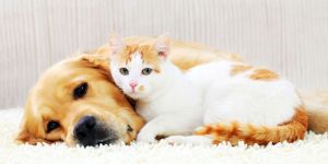 cats-and-dogs-1