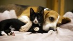 intimate-wallpapers-of-cats-and-dogs-06