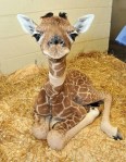 Baby giraffe