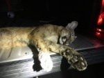 Injured Florida panther