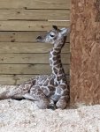 April the giraffe’s baby&nbsp;boy