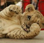 5ec8bff9f174404b123271a94d7ab7d9