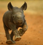 2-week-old-baby-rhino