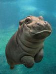 baby hippo