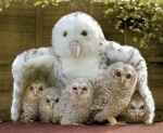 baby owls with big stuffed&nbsp;owl