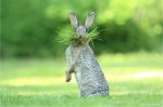 Olivier Colle spotted a hare munching on&nbsp;grass