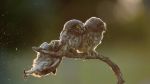 Tibor Kercz’s photo of an undignified owl was the overall&nbsp;winner