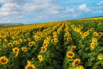 ultimate-guide-to-visiting-oahu-north-shore-sunflower-fields