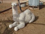 baby camel