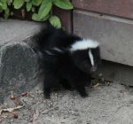 skunk.jpg.838x0_q80
