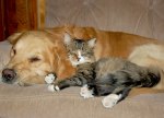 cat_and_dog-sleepingtogether