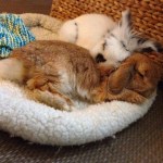 snuggle buns