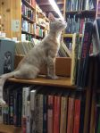 Bookstore cats5