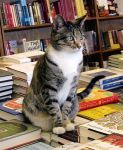Bookstore cats7