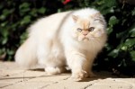 himalayan-cat