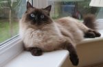 ragdoll cat