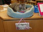 Bradford Public Library in Bradford, Pennsylvania, has a cat named Miss&nbsp;Whispurr