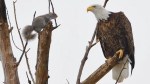 eagle squirrel staredown