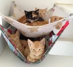 148-best-for-cats-images-on-pinterest-diy-cat-hammock