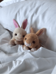 bunnies in bed