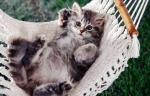 cat-hammocks-pet-furniture-design-ideas-1