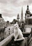 cat on roof1