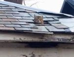 cat on roof4