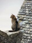 cat on roof7