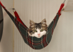 cat-sitting-in-hammock