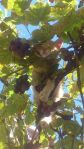 Cat in vineyard