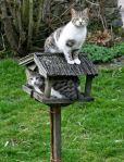 cats birdhouse