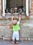 boy and cats