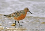 Red knot, endangered in New&nbsp;Jersey