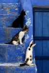Three Kittens Sitting & Watching by Jean-Louis Klein & Marie-Luce Hubert, Cyclades,&nbsp;Greece