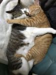 cuddly cats2